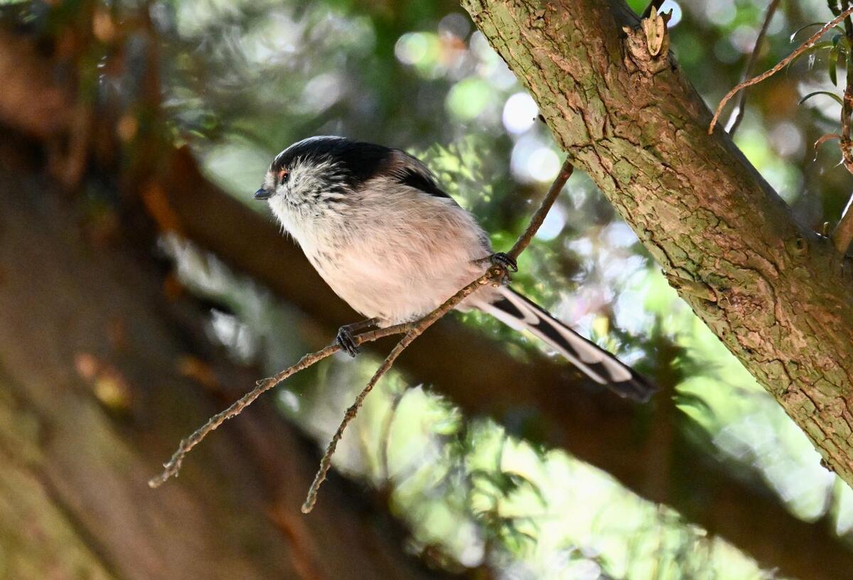 2026-09-21 Long tailed tit 1